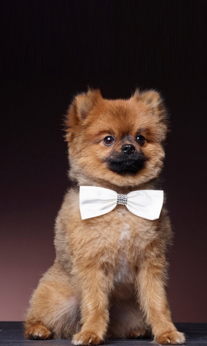 Hundetilbehør ivory | bridalstore.dk