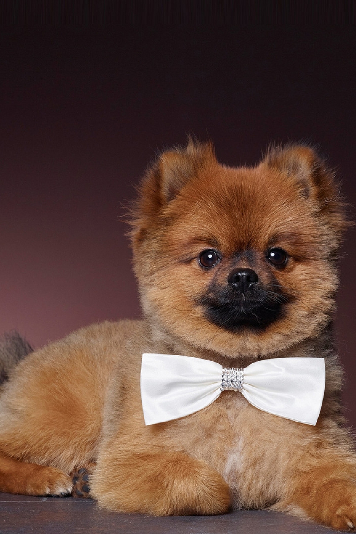 Hundetilbehør ivory | bridalstore.dk
