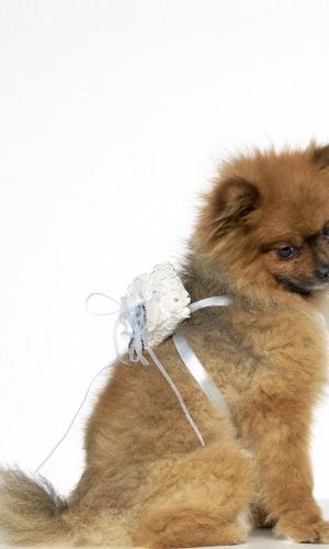 Hundetilbehør ivory/blue | bridalstore.dk