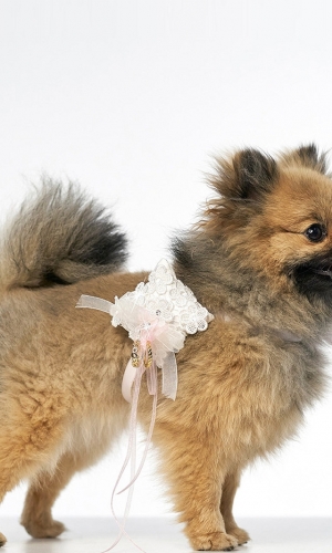 Hundetilbehør ivory/pink | bridalstore.dk