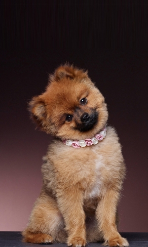 Hundetilbehør rosa | bridalstore.dk